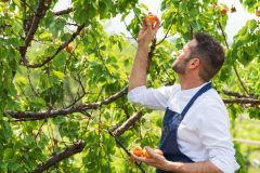 Chef-Mattia-Bianchi-nel-frutteto-2