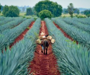 Messico mezcal