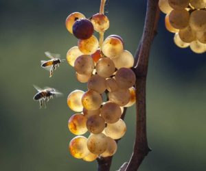 gravner food and wine italia