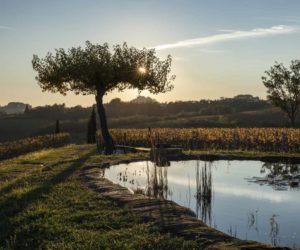 gravner food and wine italia