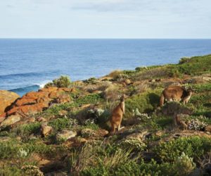 western australia food and wine italia