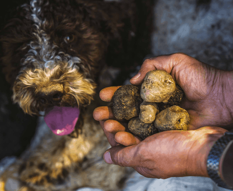 tartufo