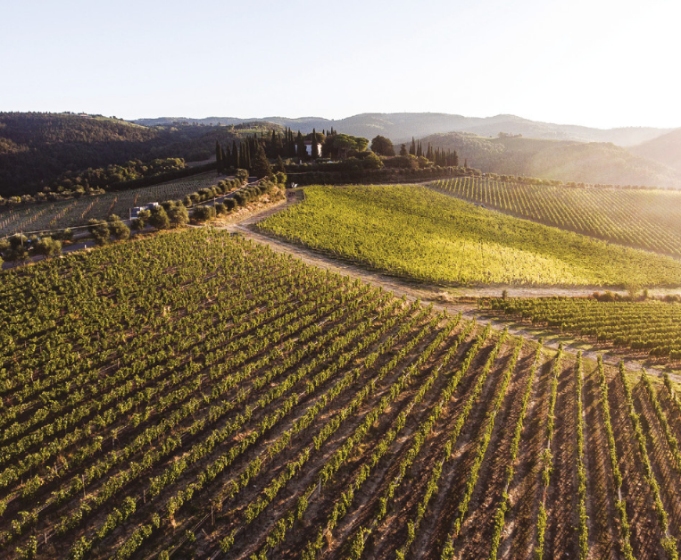 Speciale Vino Cecchi