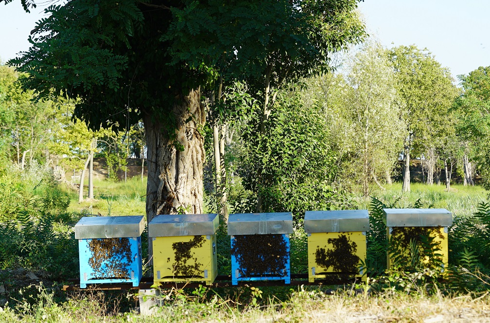 Arnie sull'Isola della Certosa