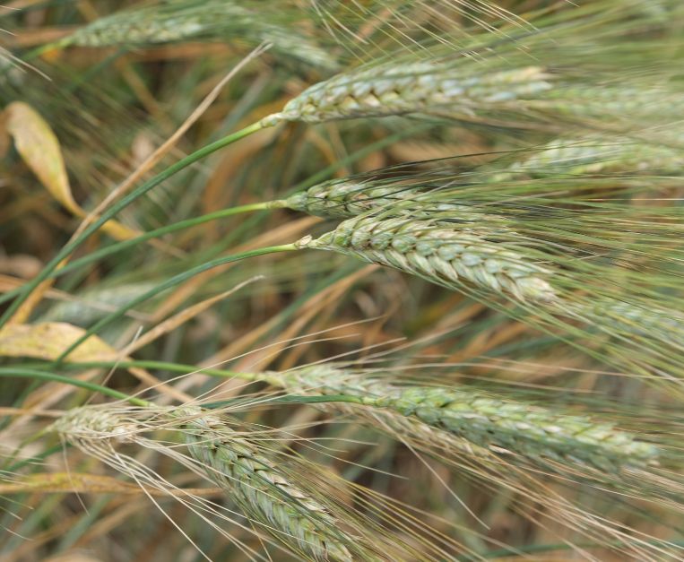 spighe di grano, Arteagricola