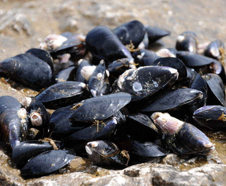 le-cozze-non-si-mangiano-nei-mesi-con-la-r
