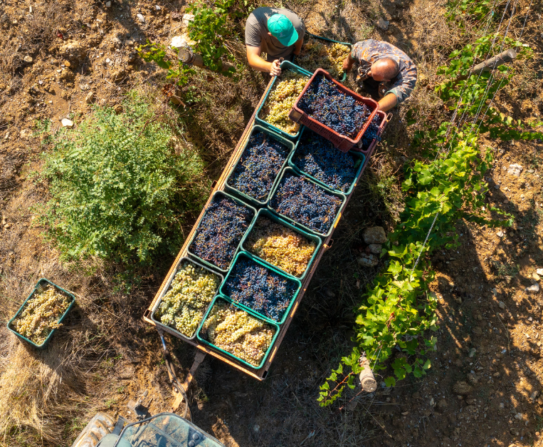 ampeleia-vini-e-cucina-maremma