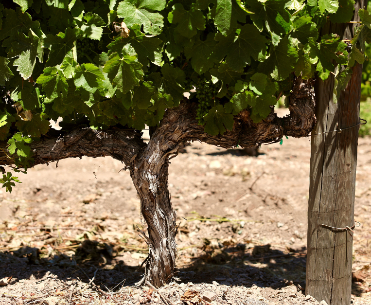 ricerca-cambiamento-climatico-vino-europa