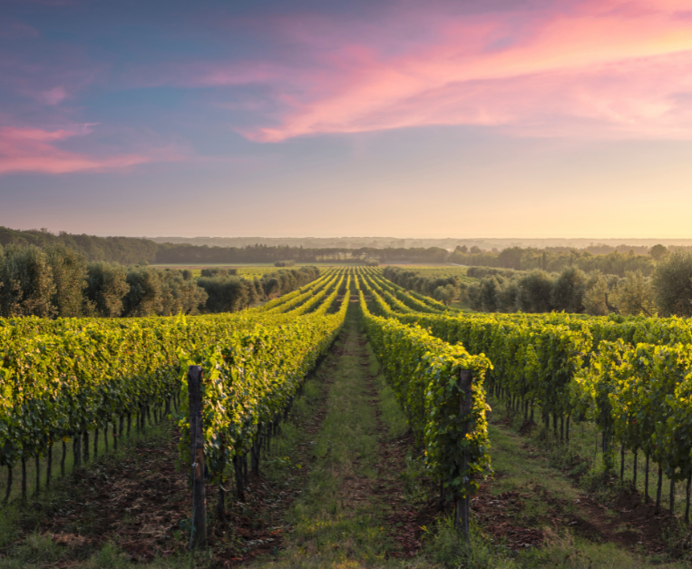 stop-autorizzazioni-nuovi-vigneti-uiv