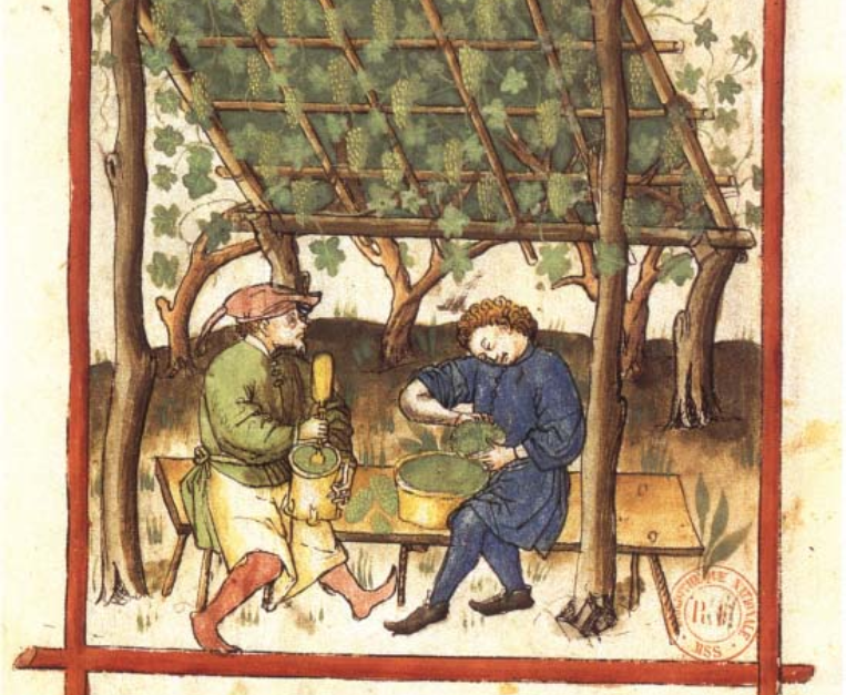 verjus-storia