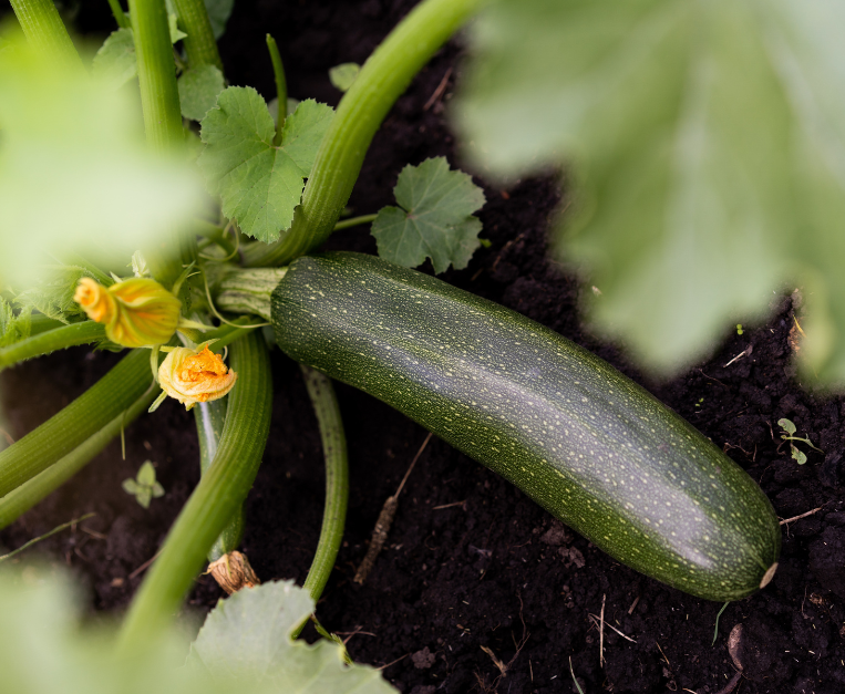 zucchine-crude-possono-essere-mangiate
