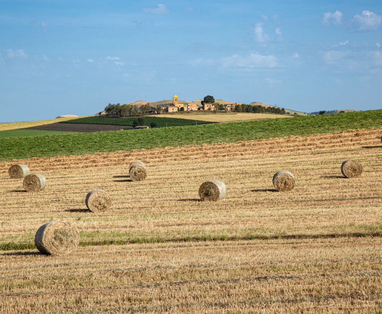 corleone-grano-agricoltura