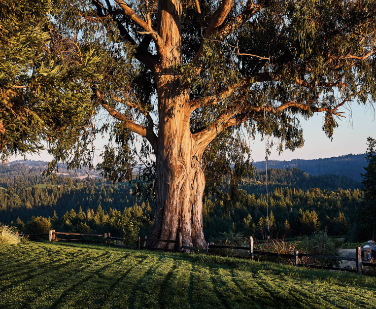 faglia-sant-andrea-vino-california