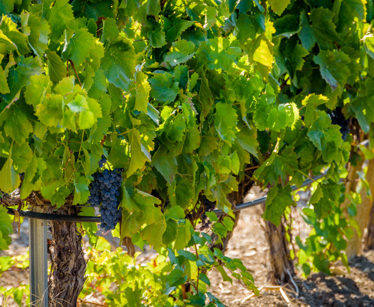 nero-d-avola-alcol-vino-progetto-sicilia