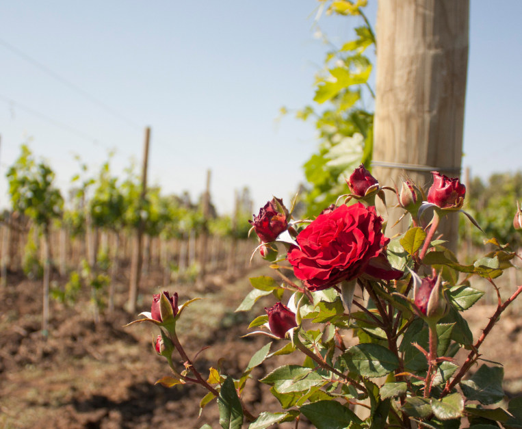 rose-vigneti-perche-enoturismo