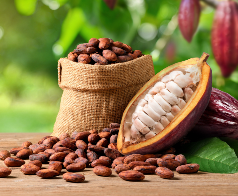 cioccolato-batteri-scienza-cacao