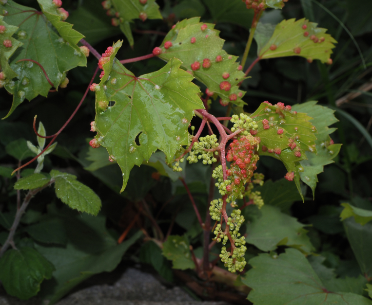 fillossera-canarie-vino-vitigni-prima-volta