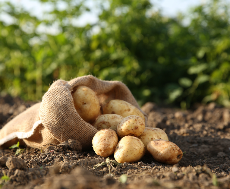patate-pace-europa