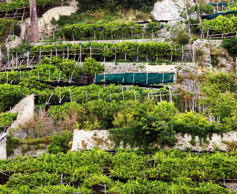 terrazzamenti-amalfi-fao