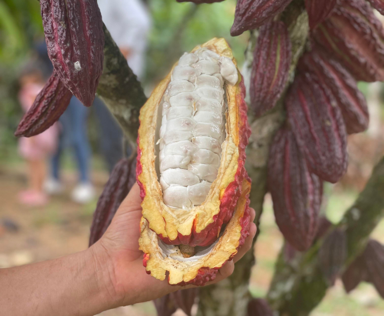cacao-sfumature-tipologie-esperti
