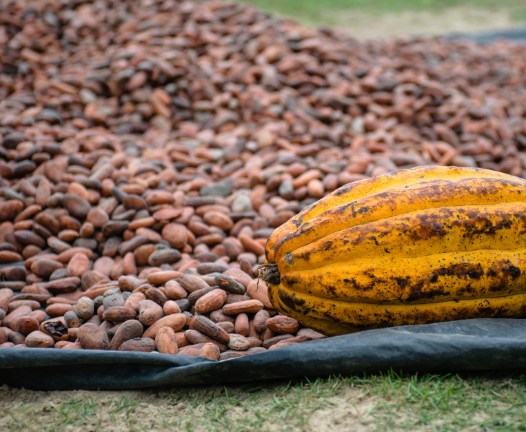 cacao-sfumature-tipologie