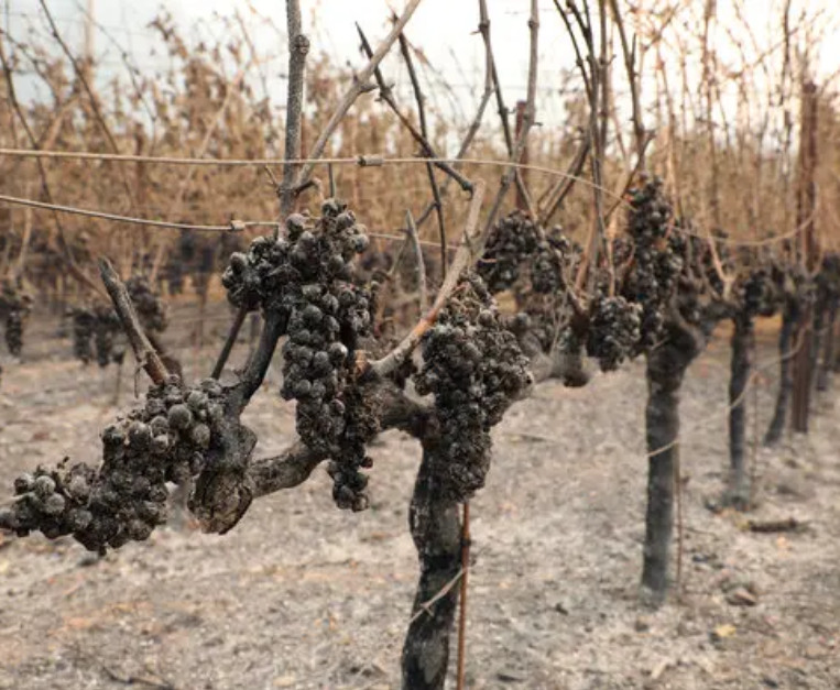 incendi-napa-valley-vino-vigneti