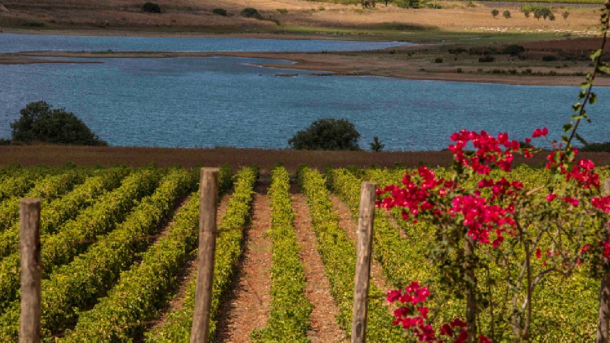 vigneti-galles-vino