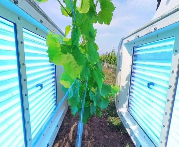 vigneto-uk-luce-uv-viti