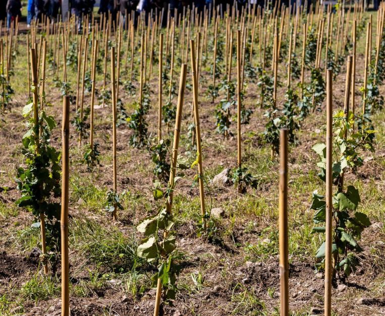 Inaugurazione del vigneto urbano a Roma
