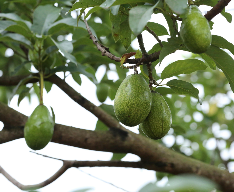 avocado-italia-investimenti-agricoltura-sicilia