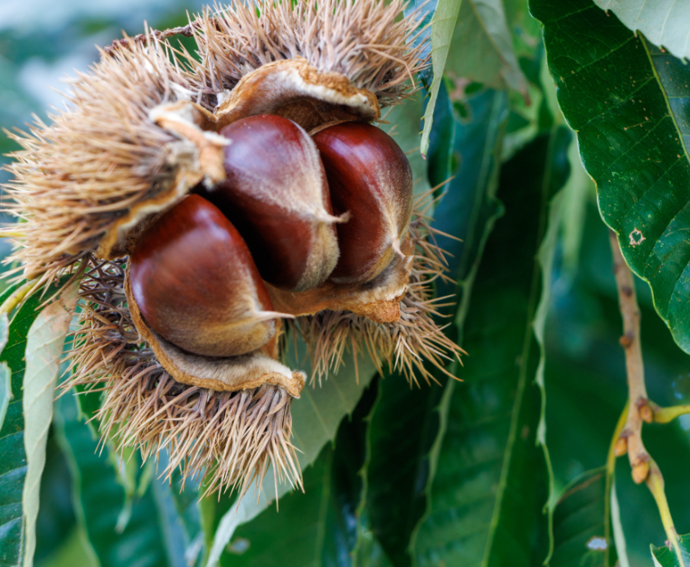 castagne-marroni-differenze