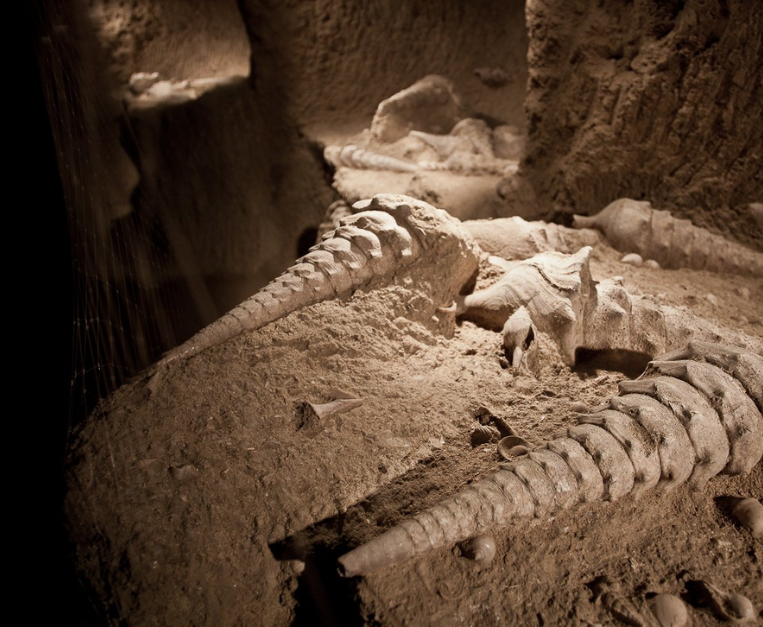 se-esiste-lo-champagne-day-e-anche-merito-dei-dinosauri-champagneday