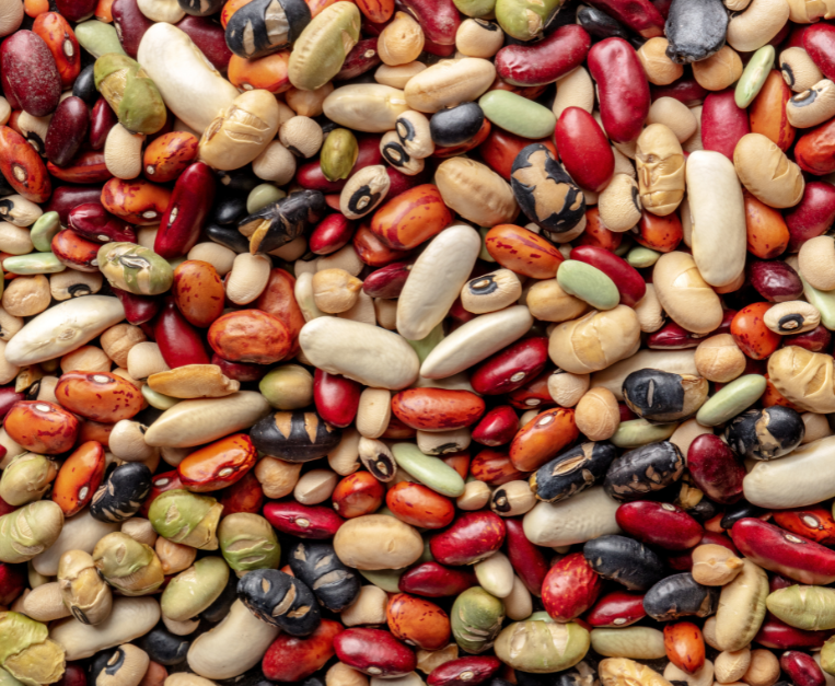 slow-beans-capannori-legumi-biodiversita