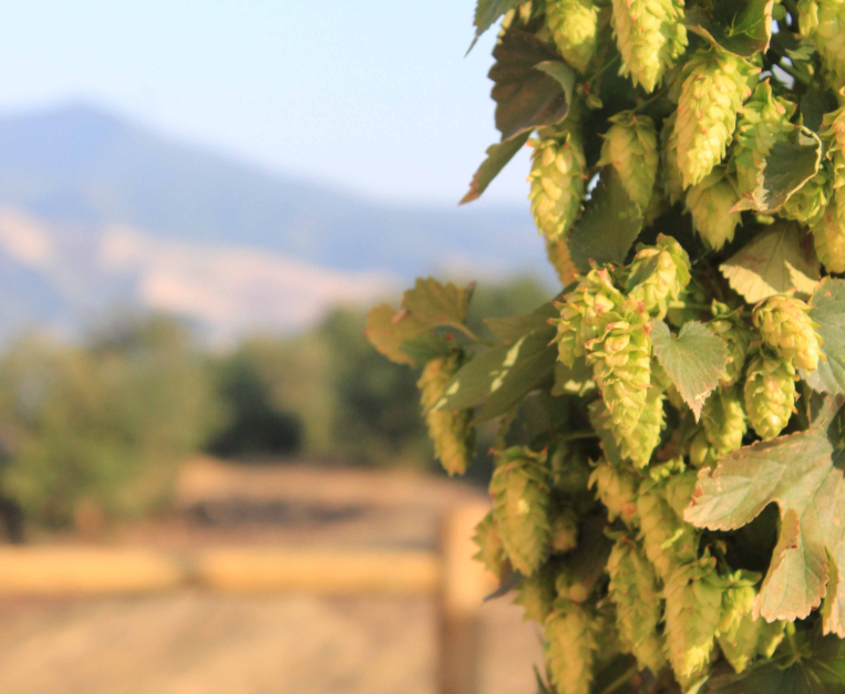 turismo-birra-italia-birrifici-agricoli