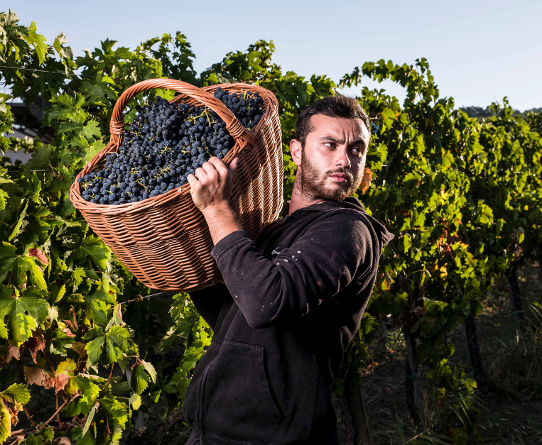 cantoina-zaccagnini-larte-del-vino