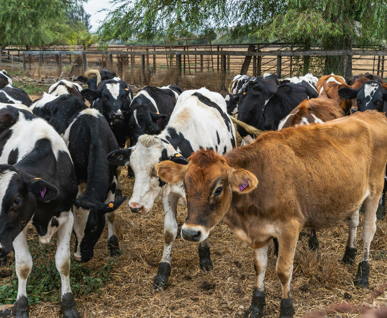 formaggio-crisi-produzione-latte-clima