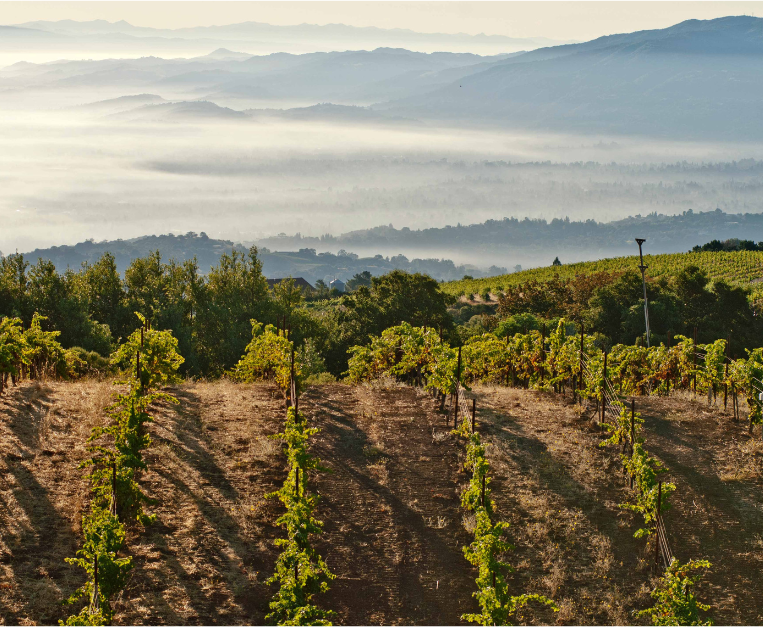 The history of Californian wine in 11 bottles • Food and Wine Italia