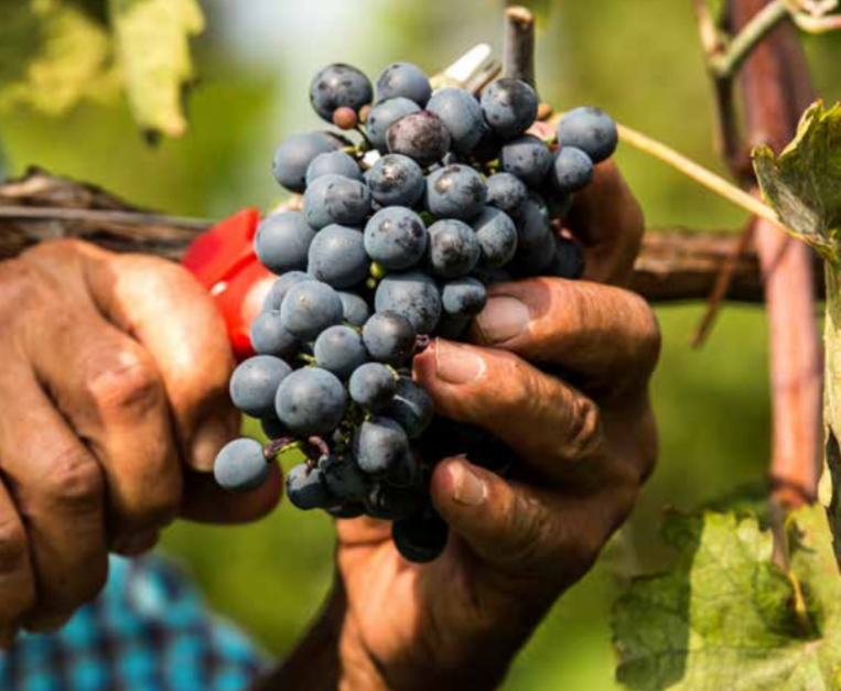 modello-langhe-gestione-manodopera-vigneti