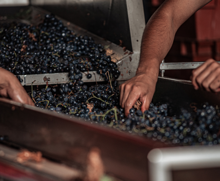 World wine production at historic lows, but the market remains stable • Food and Wine Italy World wine production at historic lows, but the market remains stable • Food and Wine Italy