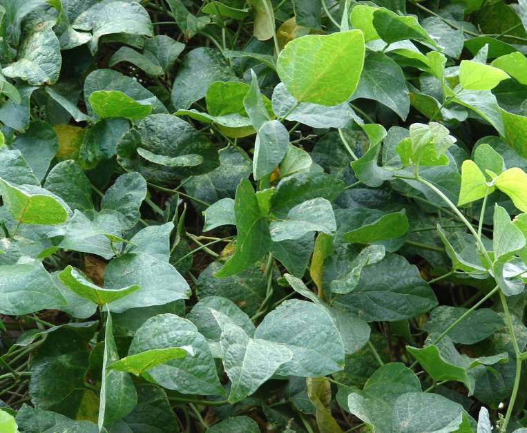 increase-fagiolo-lima-come-partecipare-seme-casa