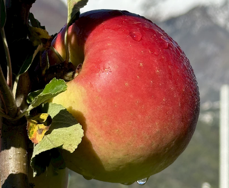 mela-bernina-nuova-varieta-universita-bologna-nuova