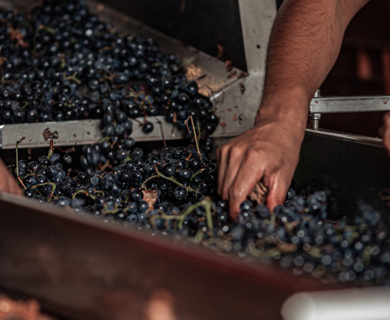 quanta-uva-serve-vino