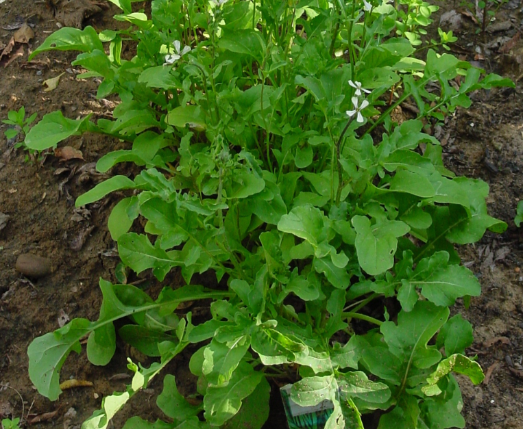 divieto-coltivazione-rucola-italia-storia-cibo