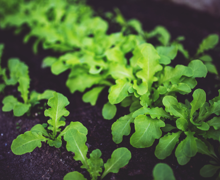 divieto-coltivazione-rucola-italia-storia