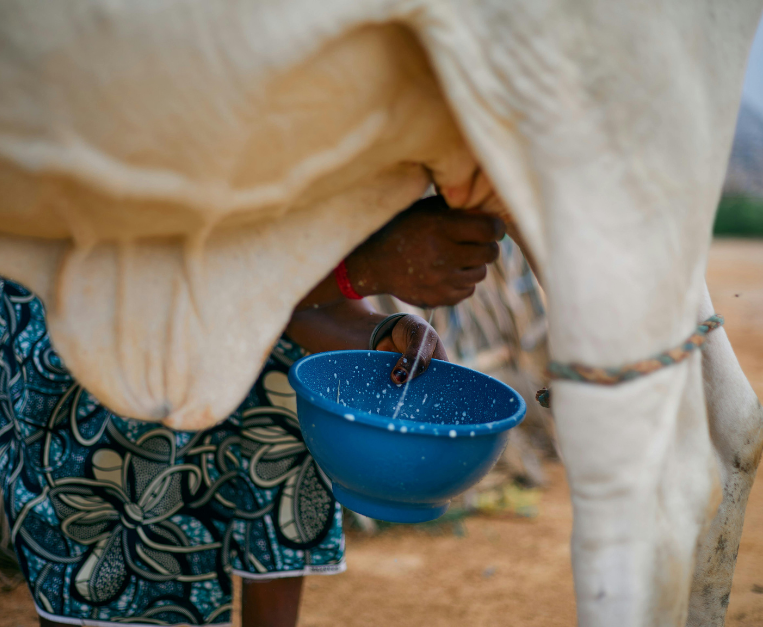 italia-troppo-latte-crisi