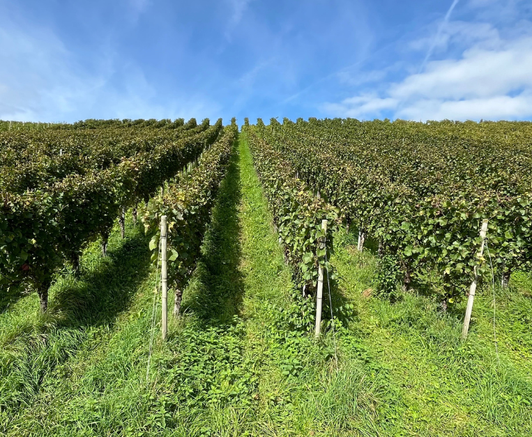 vigneti-aperti-2026-enoturismo-movimento-turismo-del-vino