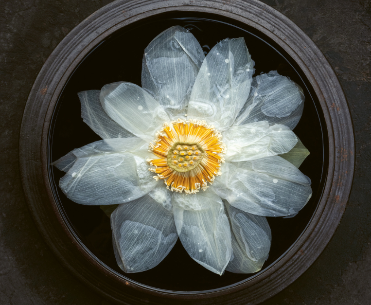 jeongkwan-snim-vienna-evento-steinbeisser-zukuftshof