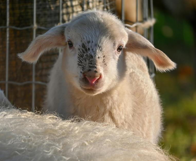 perche-si-mangia-agnello-a-pasqua-storia-tradizione