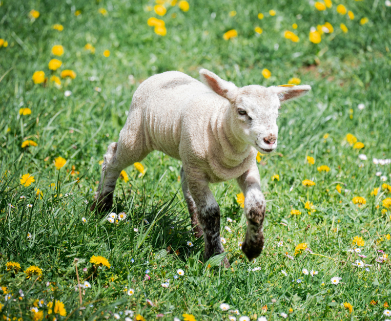 perche-si-mangia-agnello-a-pasqua-storia