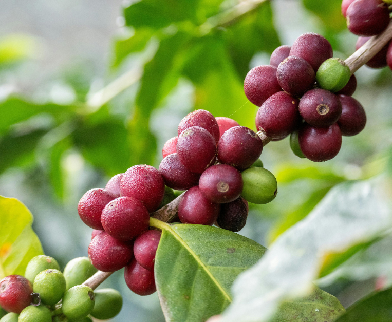 piantagione-caffe-sicilia